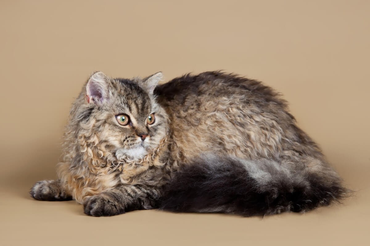 O visual incomum do selkirk rex desperta o interesse de pessoas ao redor do mundo