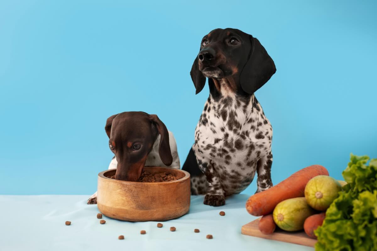 Os cachorros apresentam preferências alimentares individuais