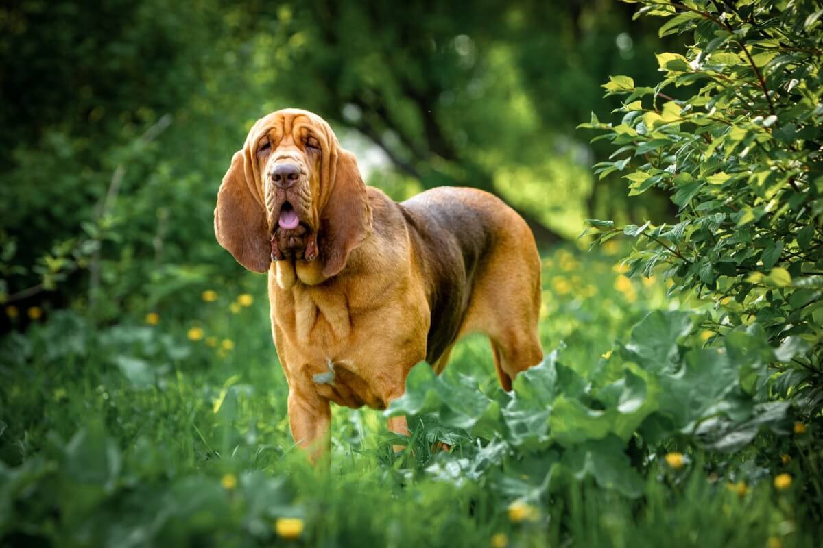 Os cachorros da raça bloodhound foram inicialmente utilizados na caça de grandes animais em florestas densas