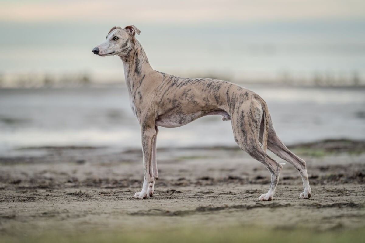 Os cachorros da raça whippet conquistaram os lares com seu comportamento fiel, equilibrado e extremamente afetuoso
