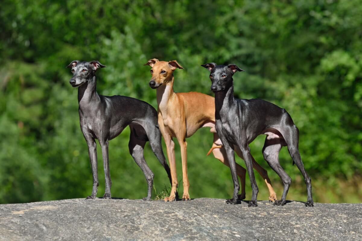Os cachorros galgos surpreendem por seu temperamento calmo, afetuoso e silencioso