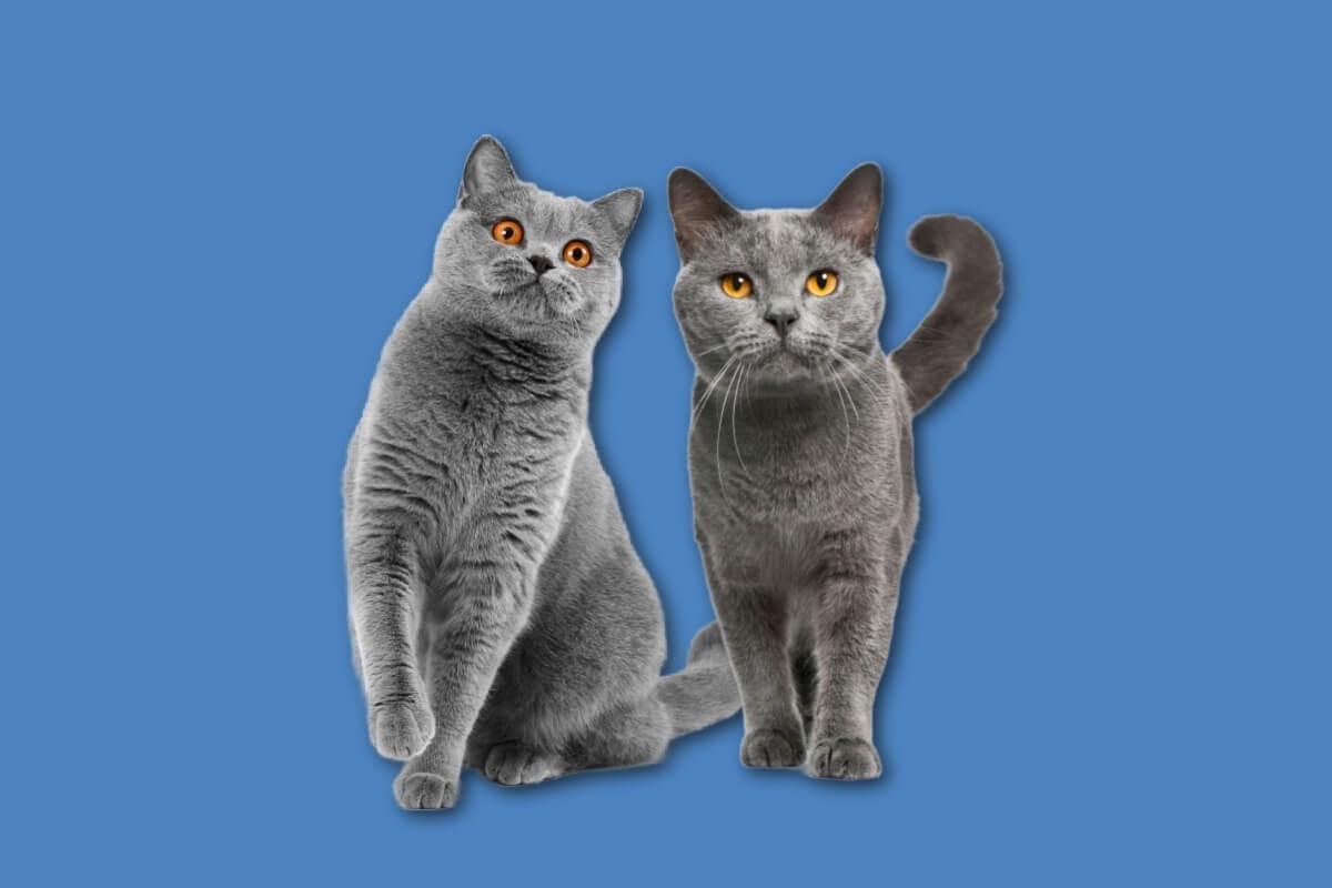 Os gatos british shorthair e chartreux diferem em diversos aspectos