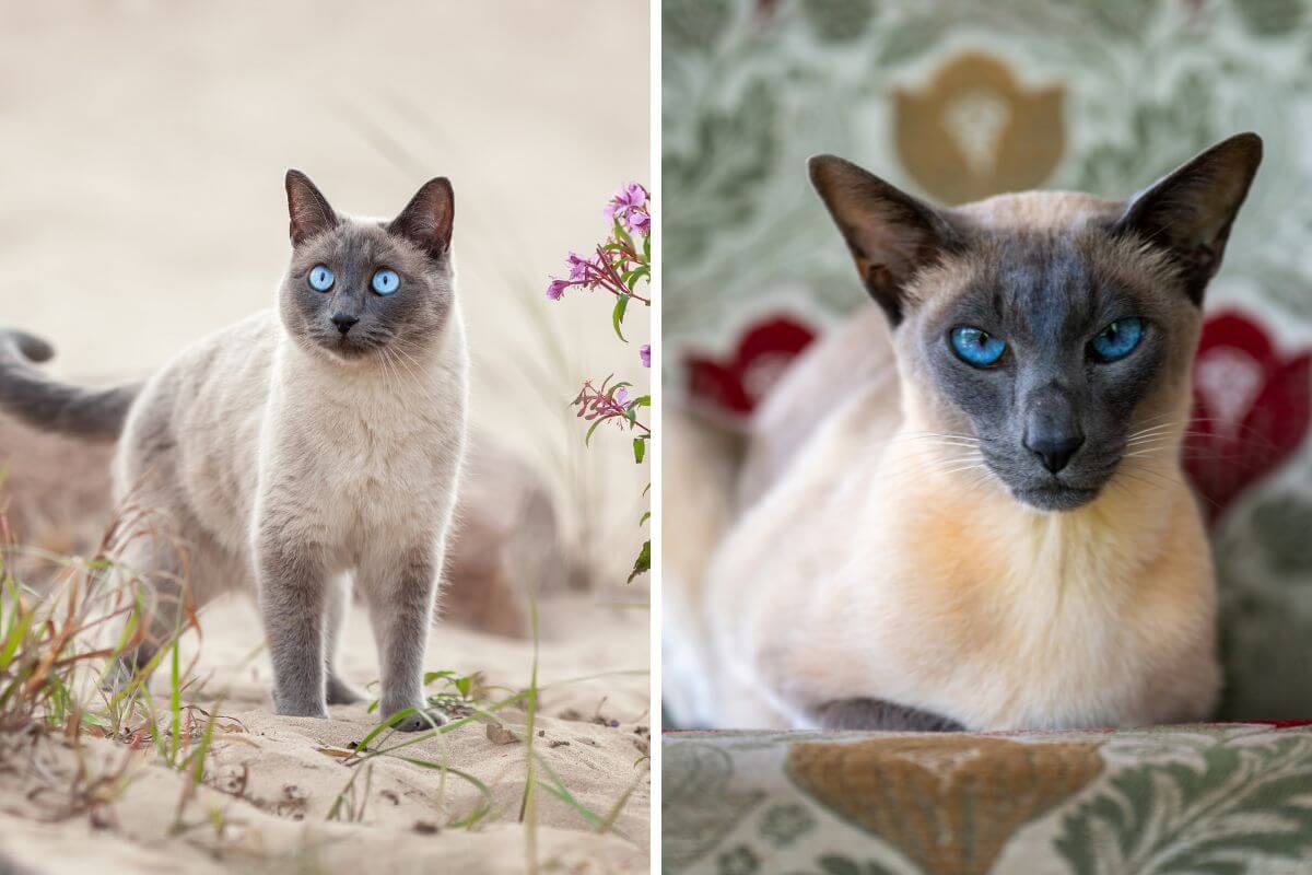 Os gatos thai e siâmes têm diferenças tanto na aparência quanto no comportamento