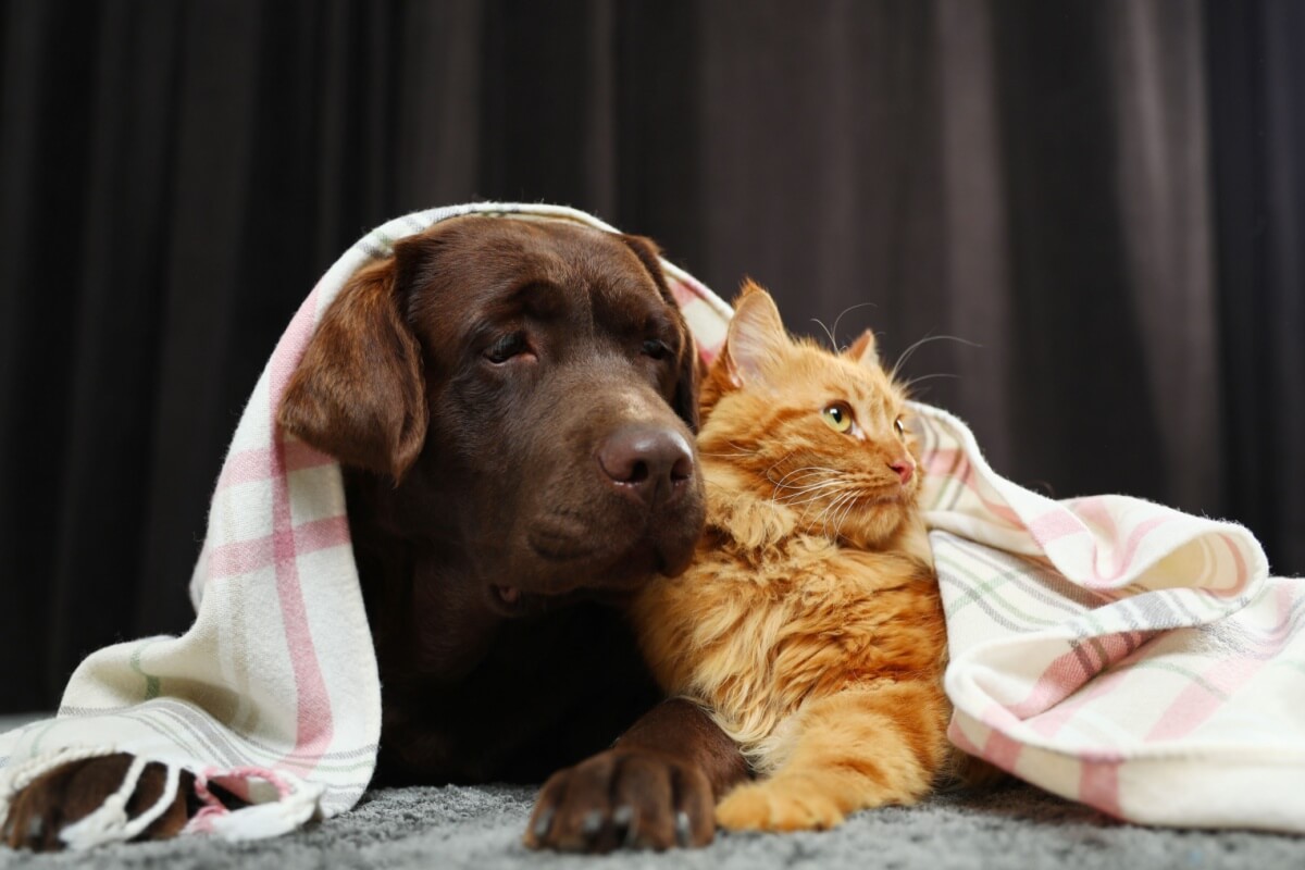 Os pets precisam de cuidados redobrados no inverno