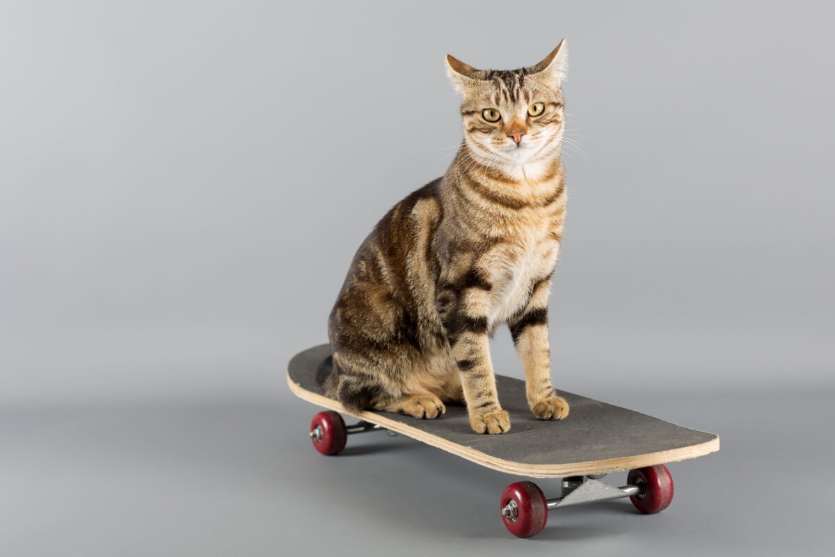 Personalidades do mundo esportivo podem servir de inspiração para ótimos nomes de gatos