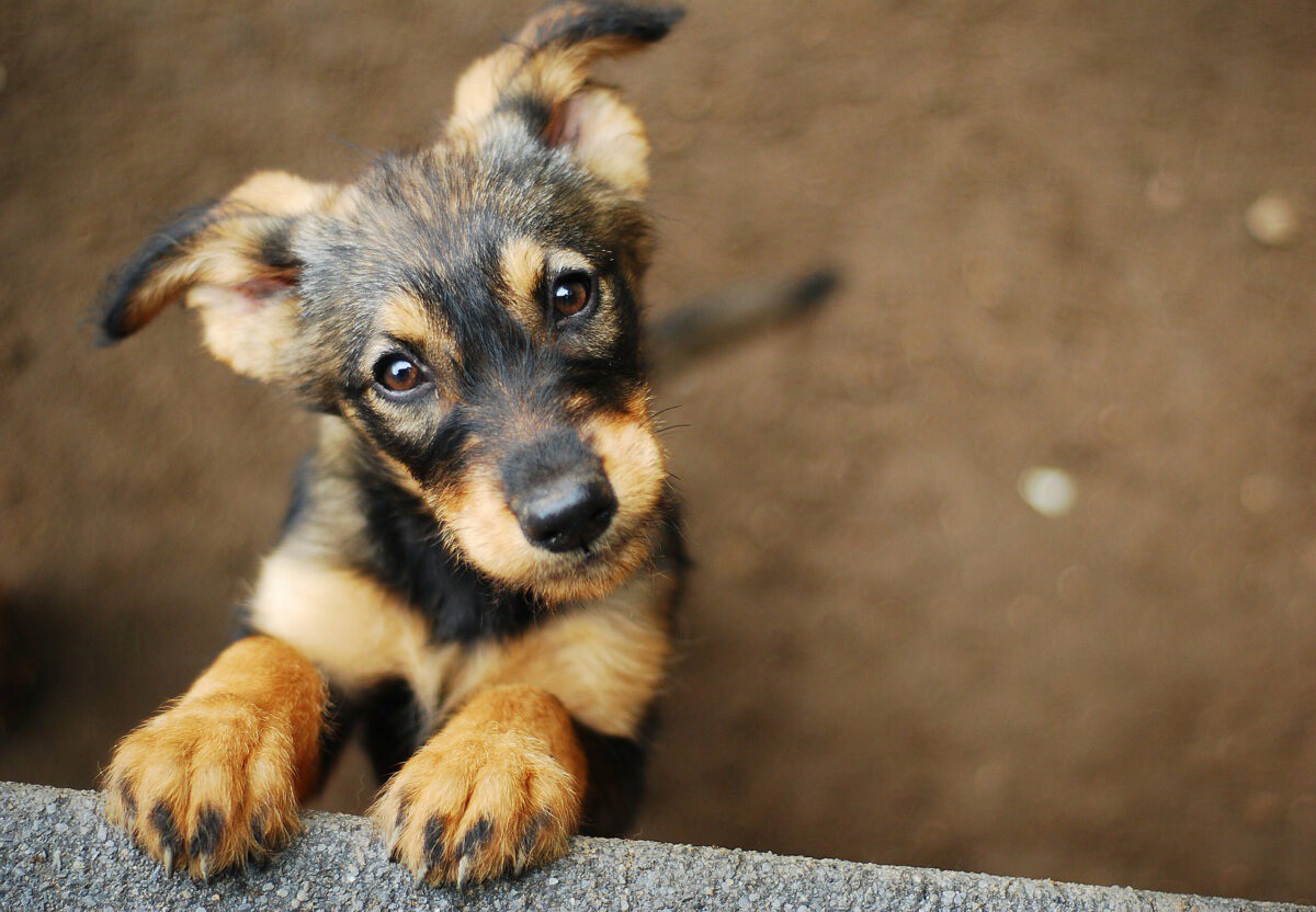 Desde março de 2023, Belo Horizonte já permite a entrada e permanência de animais de estimação nos estabelecimentos da cidade