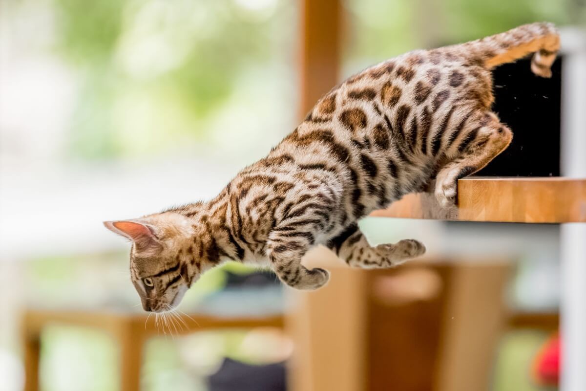 Quando o gatinho tem um comportamento mais agitado e brincalhão, vale apostar em nomes que expressem toda essa vivacidade