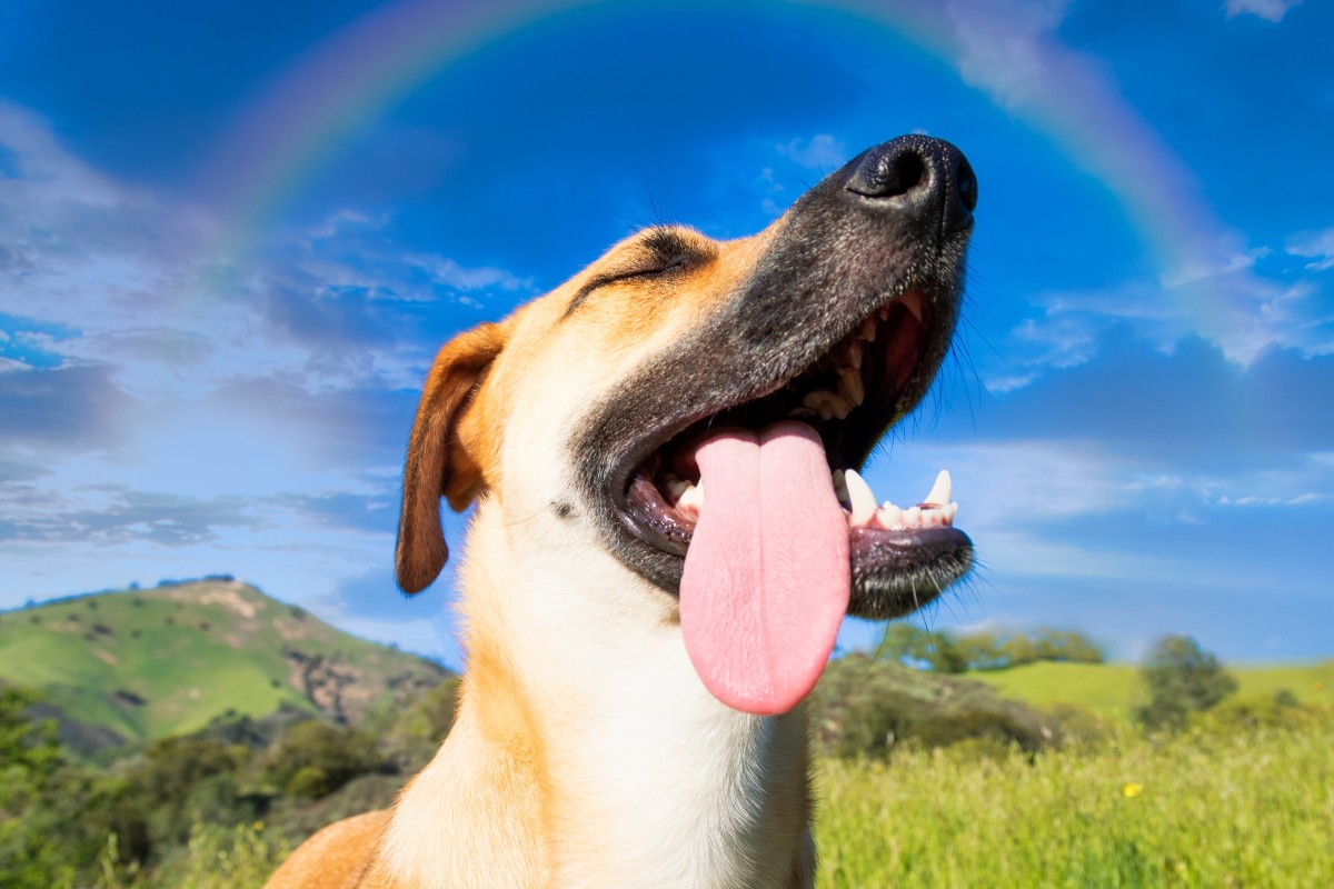 Cães podem ser excelentes companhias para crianças