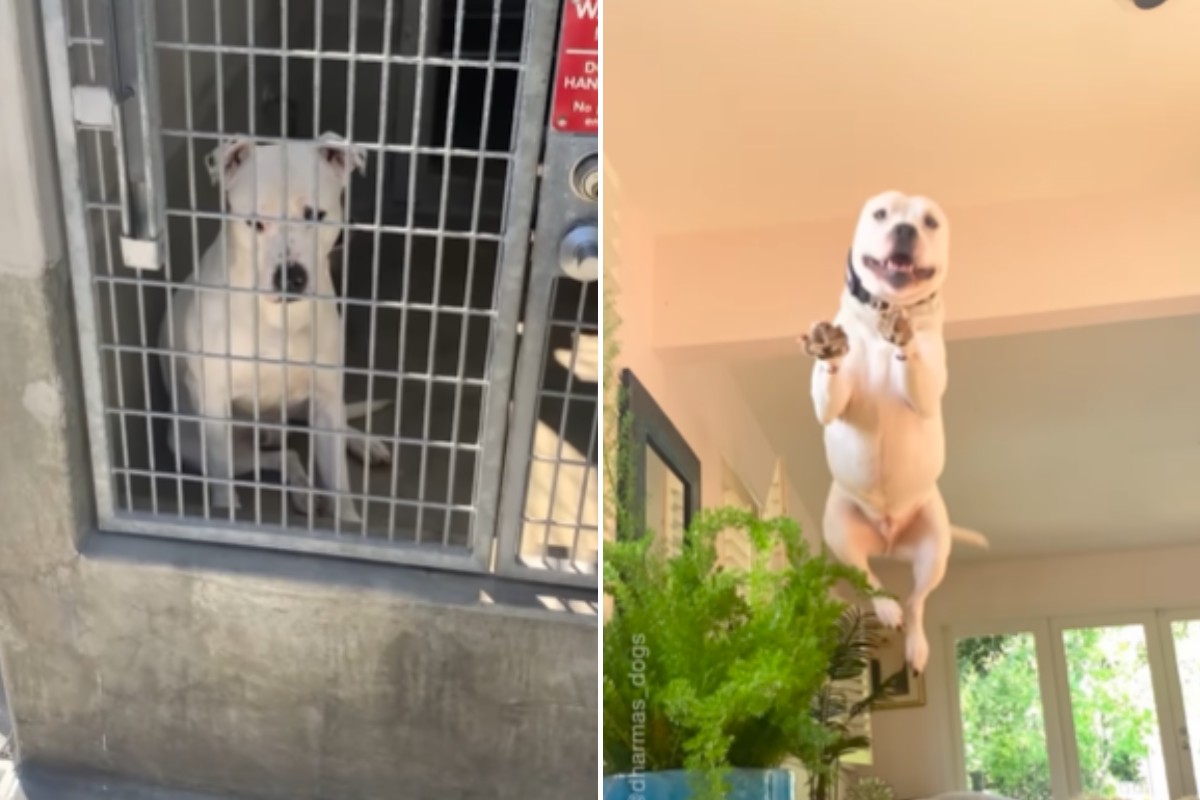 O comportamento do pit-bull de pular entre os móveis tornou-se sua marca registrada na nova casa