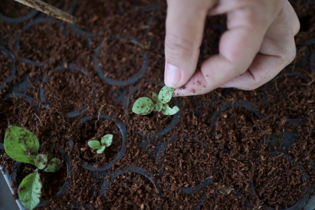 Desde o começo do Extrema no Clima, 675.836 mudas foram plantadas em 338 hectares