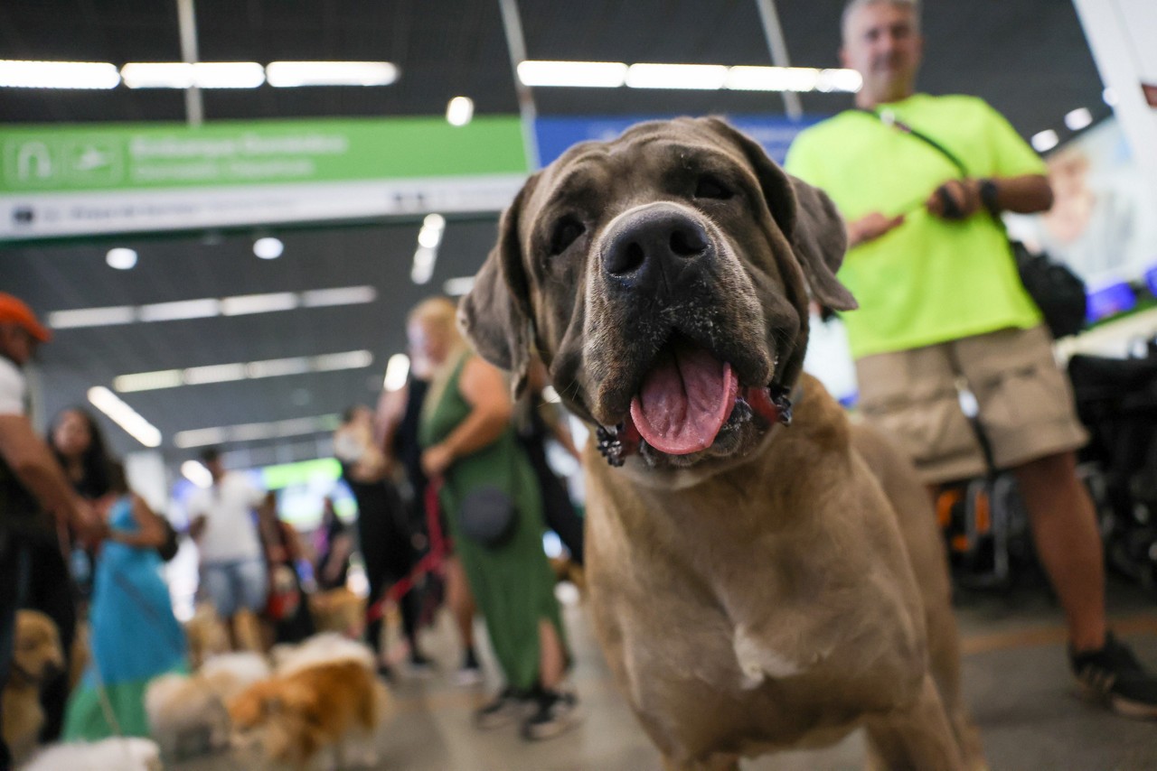 O Sinpatinhas vai gerar uma carteirinha digital com a foto do pet e um QR Code que poderá ser impresso e preso na coleira