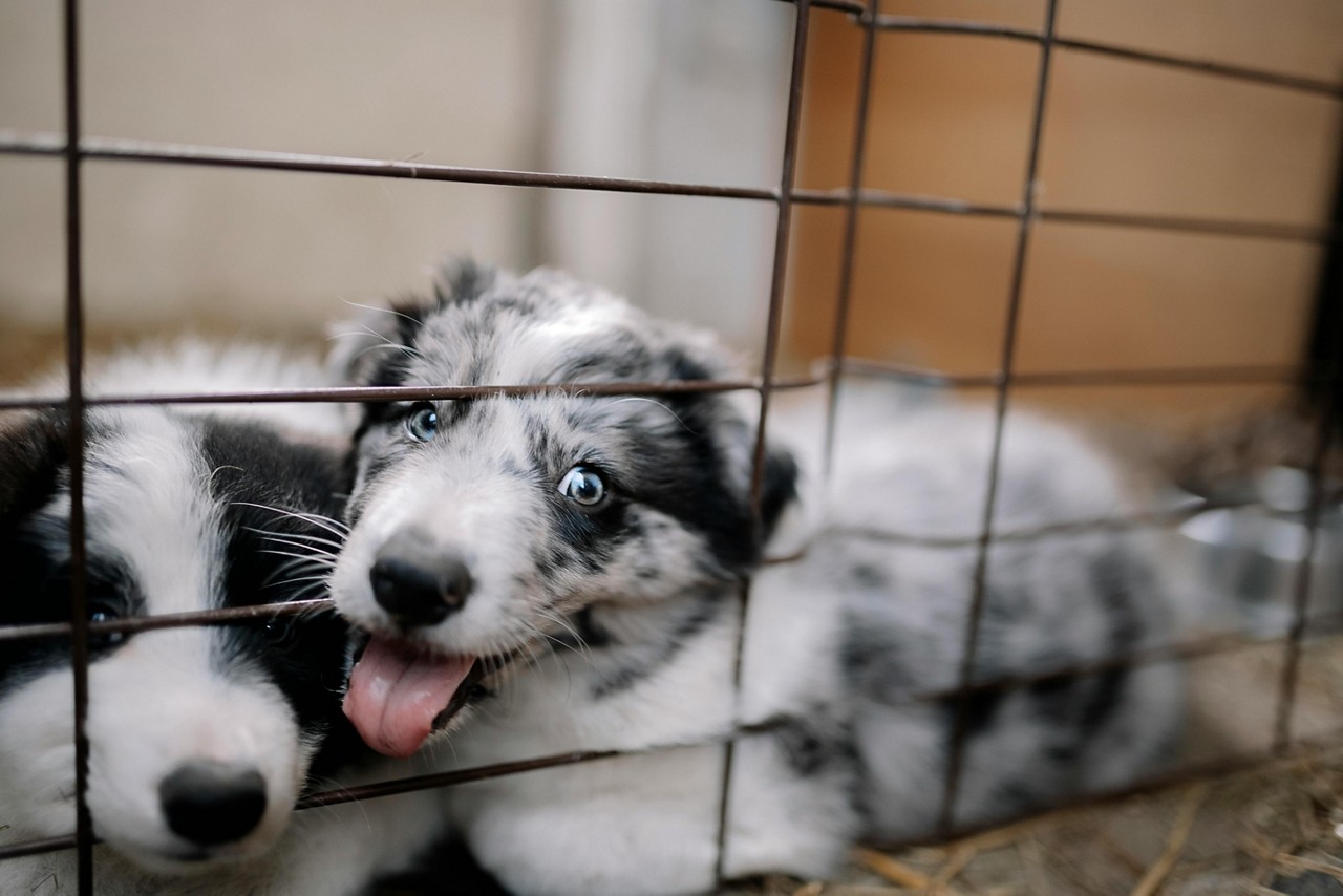 Projeto de lei prevê novas regras para pet shops, feiras de adoção e outros locais que abrigam cães e gatos