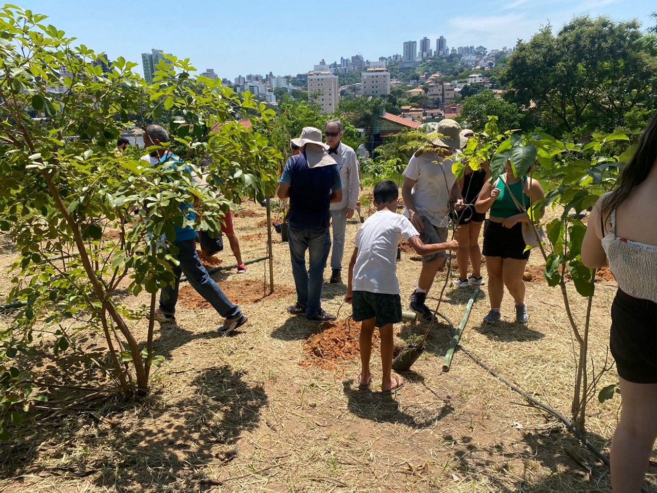 Há quase seis meses, grupo de moradores do Castelo cultiva mudas de árvores protegidas em terreno da prefeitura