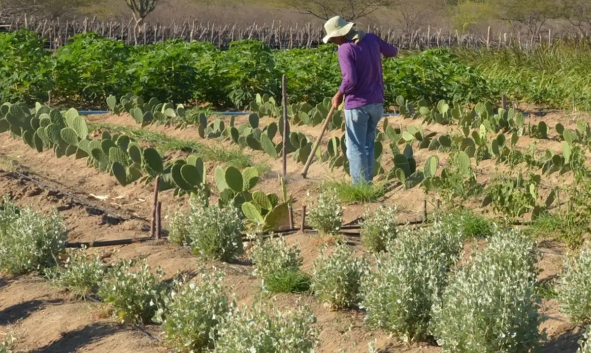 Escola Família Agrícola de Natalândia (Efan) está localizada em um assentamento de reforma agrária 