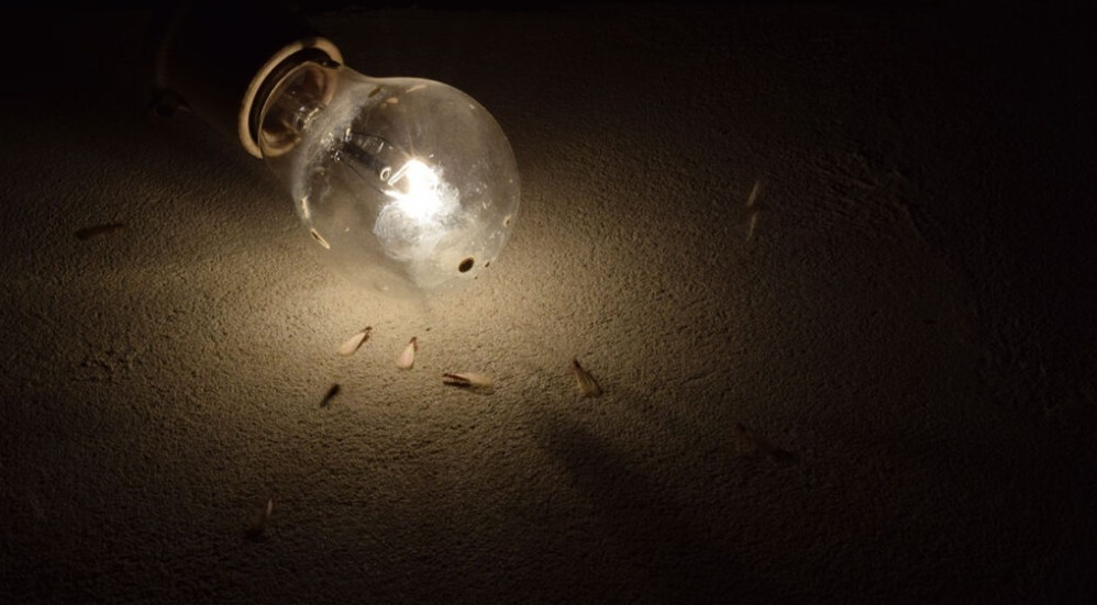 Bichinhos de luz costumam aparecer em setembro, antes das chuvas