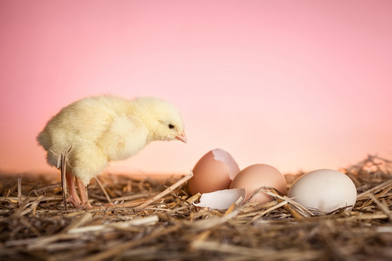 Estudo indica que o ovo surgiu primeiro que a galinha