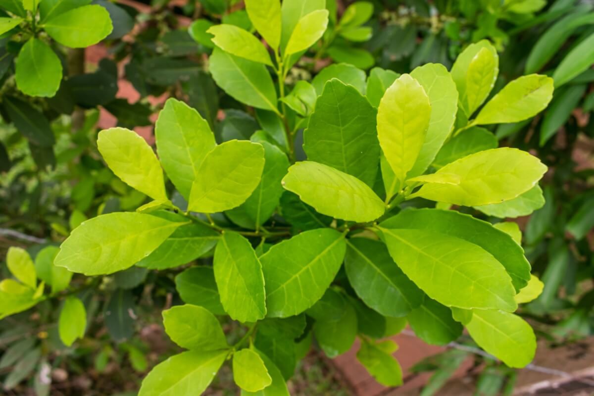 A erva-mate tem ação antioxidante e ajuda aumentar a energia