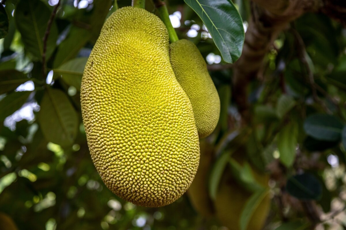 A jaca é rica em nutrientes que oferecem uma variedade de benefícios para à saúde