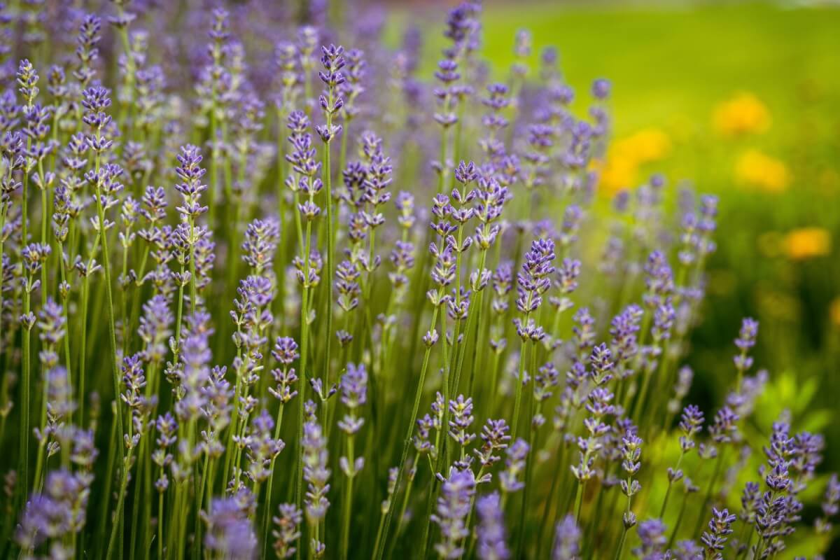 A lavanda é conhecida por ajudar a acalmar e relaxar o corpo