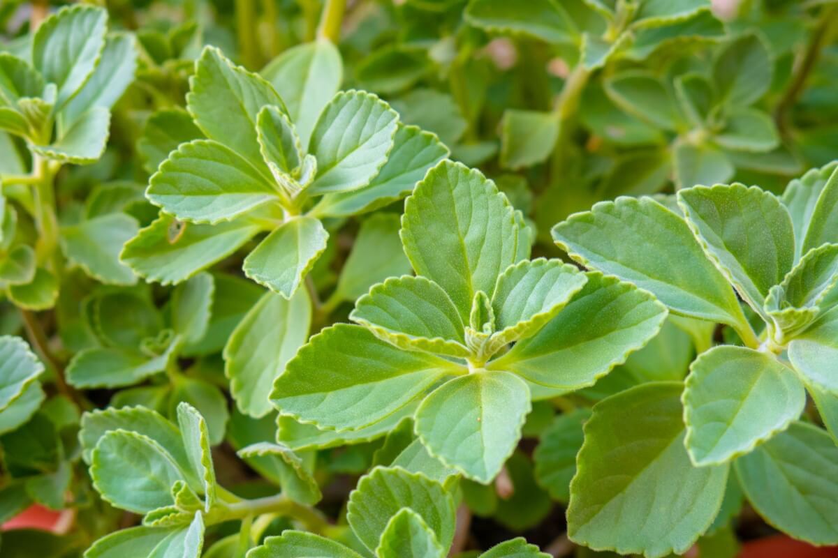 O boldo-do-chile é uma planta com propriedades medicinais