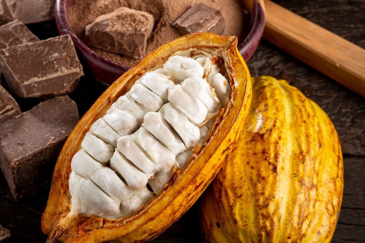 O cacau é uma fruta rica em nutrientes importantes para a saúde