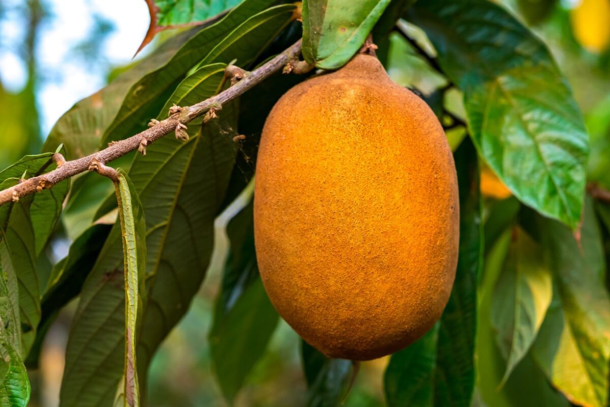 O cupuaçu é uma potente fonte de nutrientes essenciais para a saúde