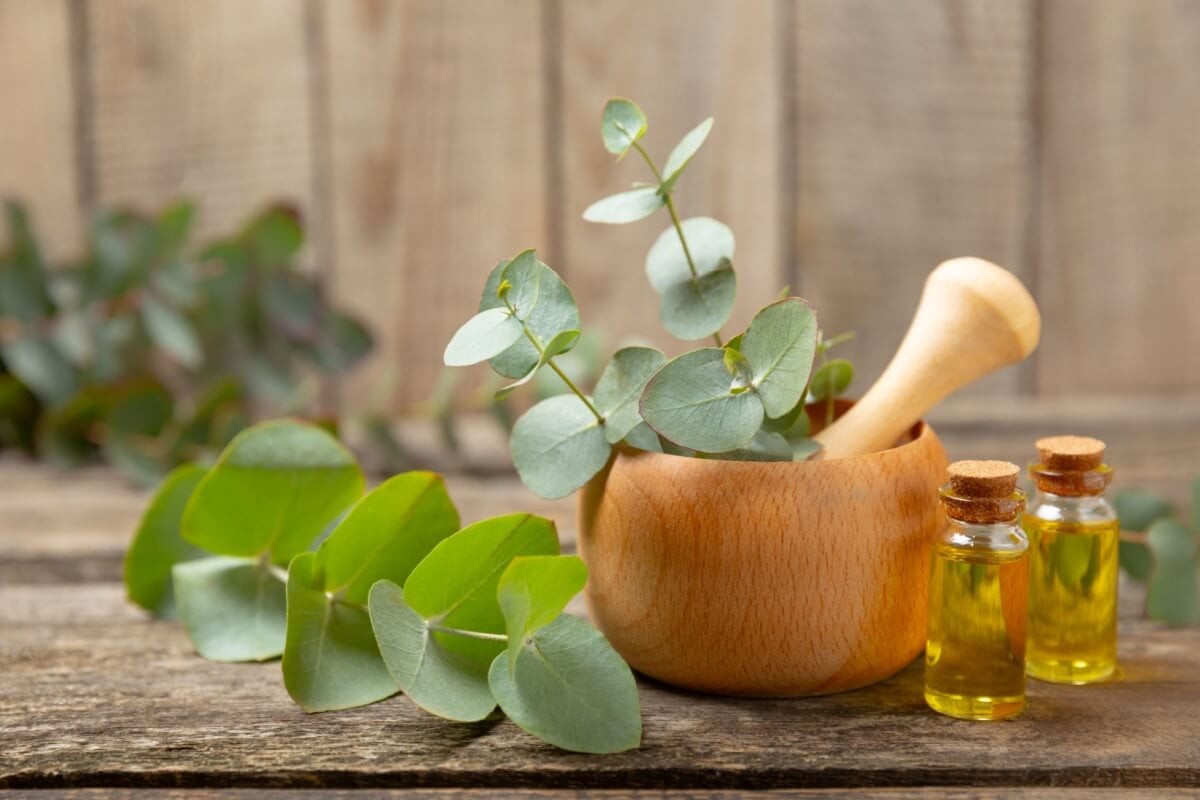 O eucalipto é uma planta com propriedades medicinais