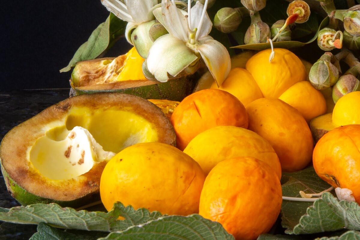O pequi é rico em sabor e benefícios para a saúde
