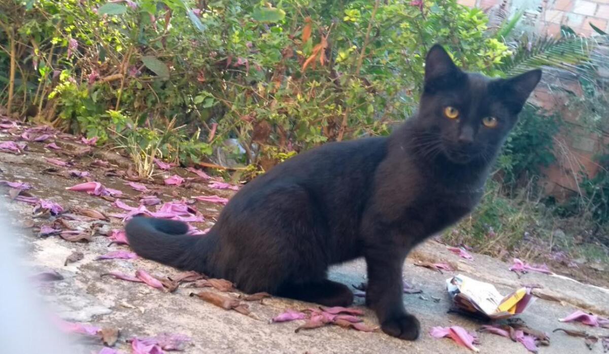 Cléo, a única gatinha que sobreviveu após o envenenamento.