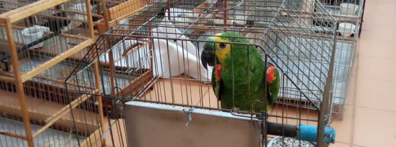 Ação resultou na apreensão de 26 aves — incluindo espécies como curió, papagaio e trinca-ferro