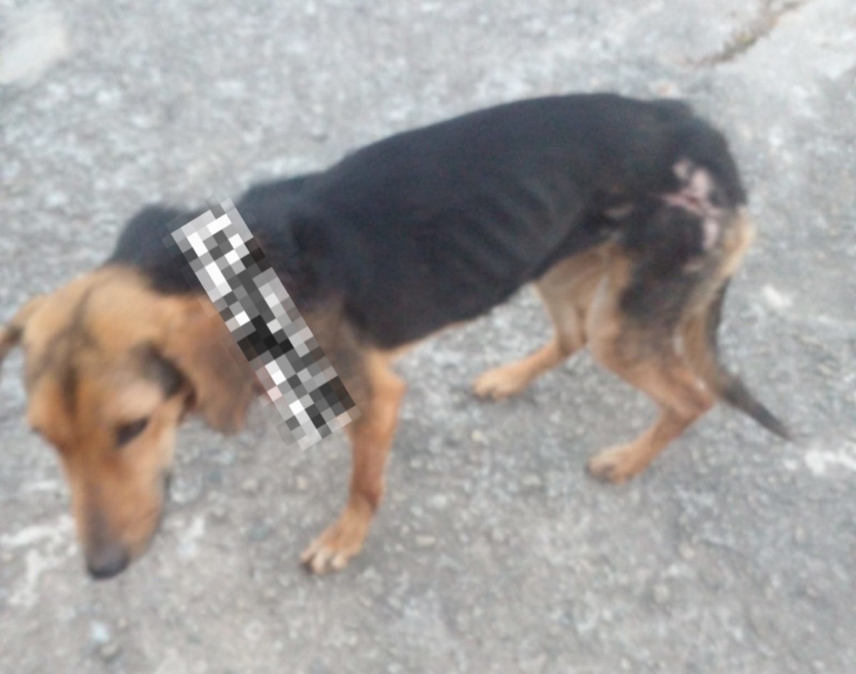 O tutor do animal foi preso em flagrante por crime de maus-tratos