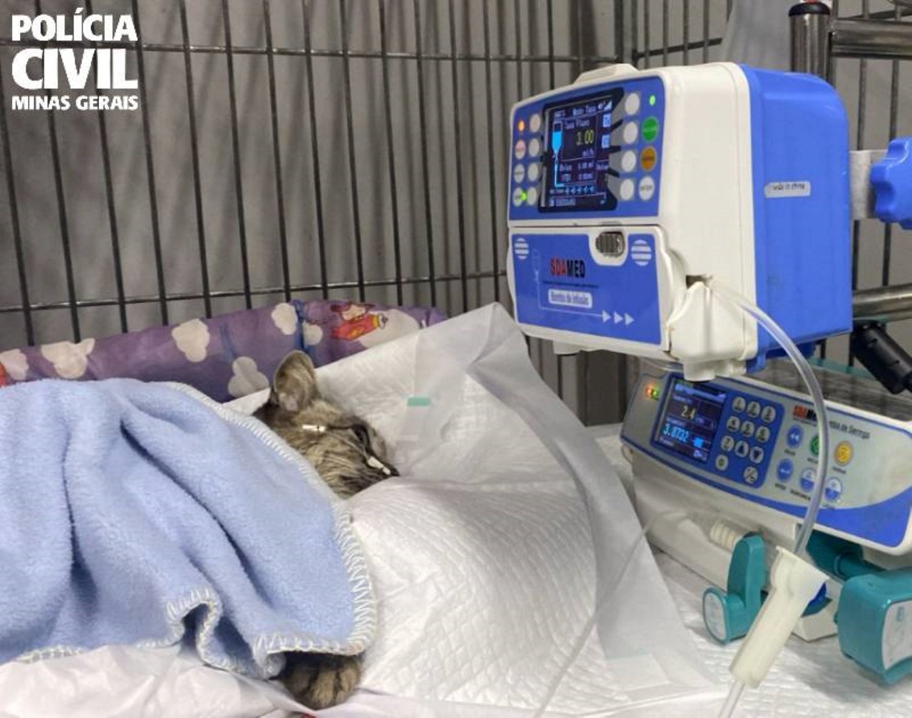 Gatinha chegou a ser socorrida e levada para uma clínica veterinária, mas não resistiu e morreu
