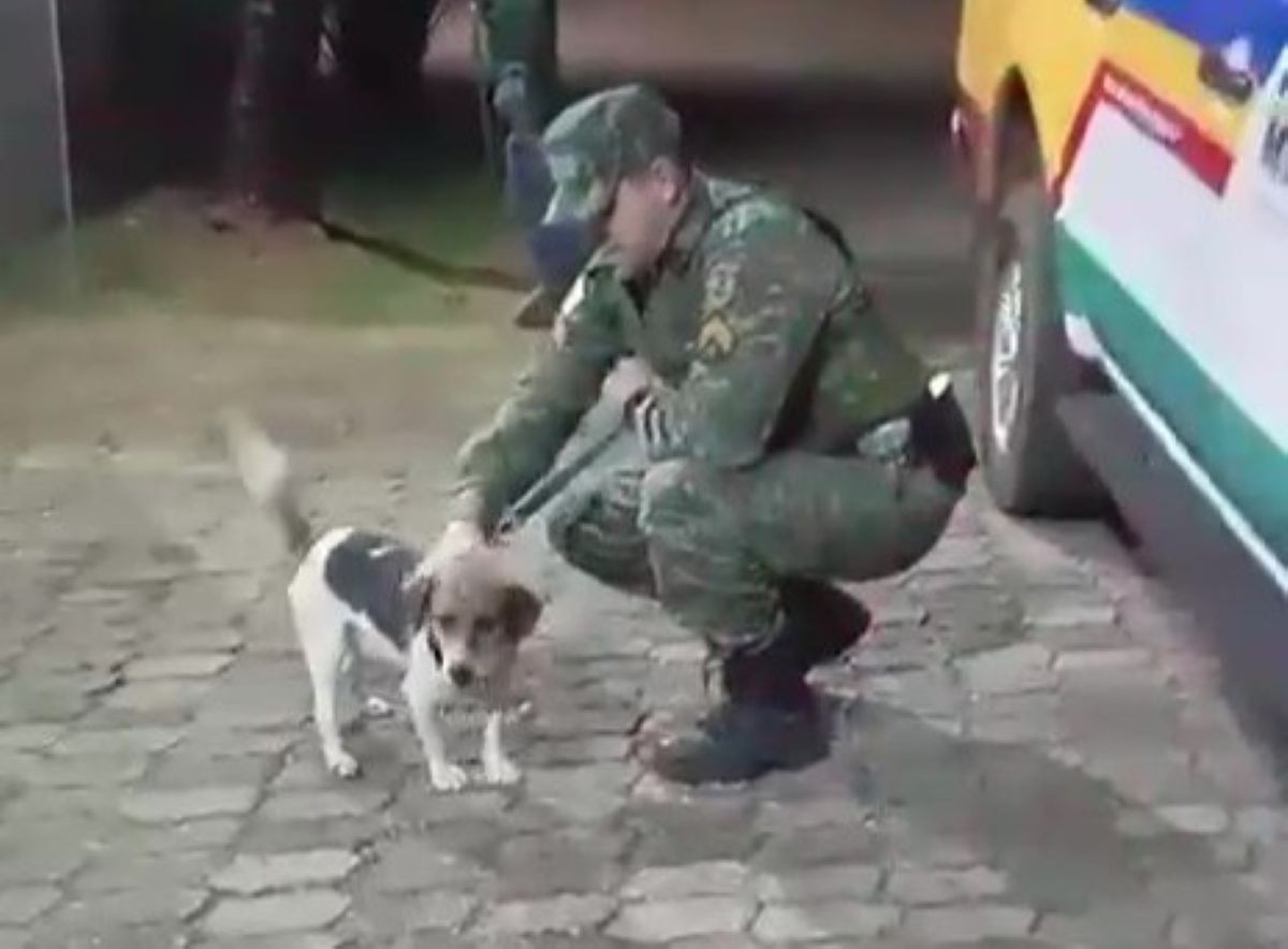 Equipe da Polícia Militar do Meio Ambiente resgatou a cadela em Nova Lima, na Grande BH  