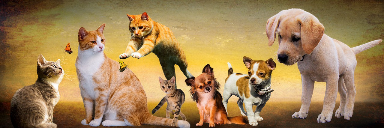 Também é o Dia do Cachorro e o Dia Nacional de Adotar um Animal