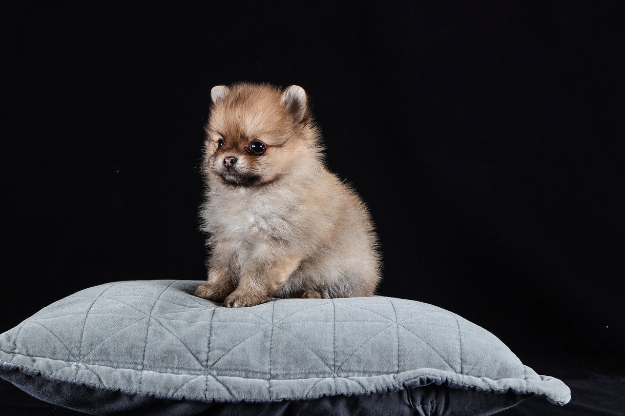 Brasil já superou os 160 milhões de pets nos lares