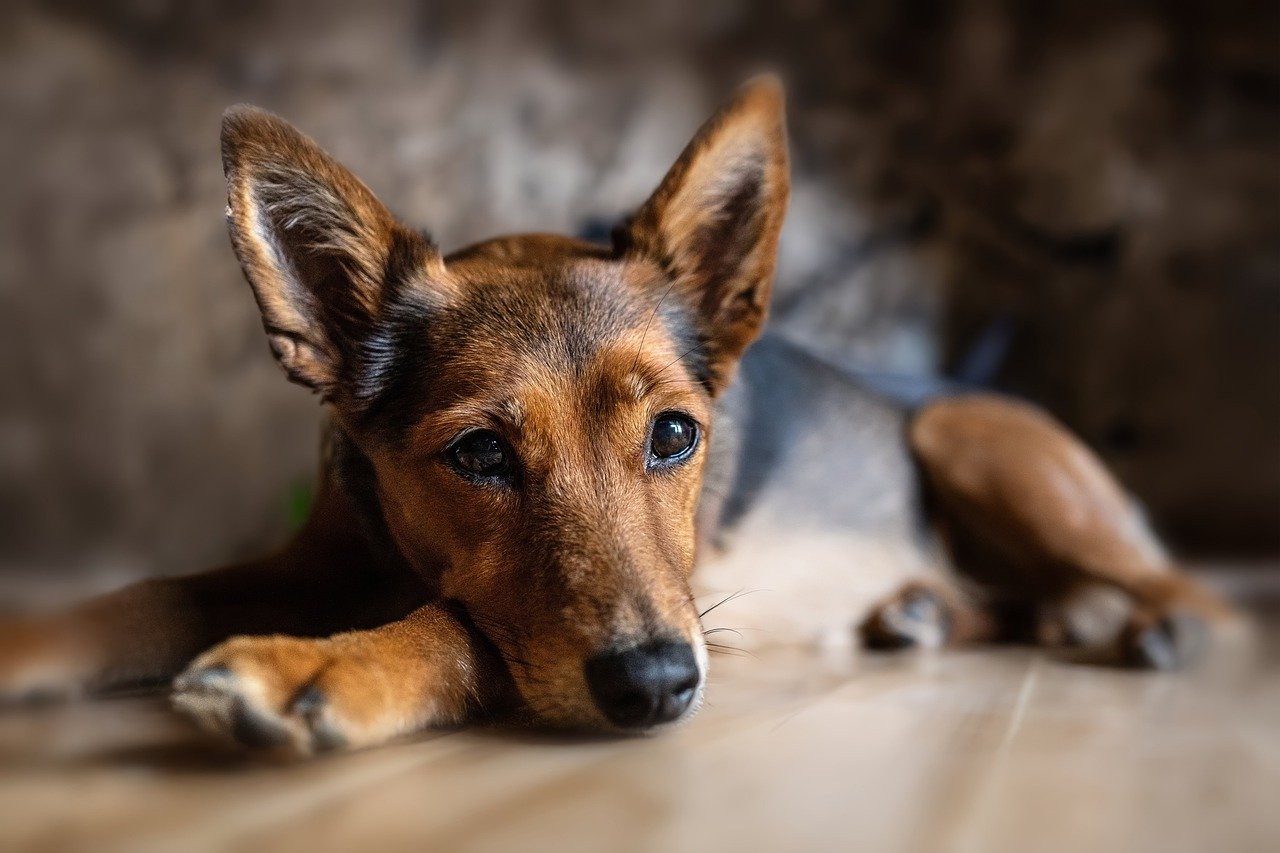 Dermatite é o segundo distúrbio cutâneo alérgico mais comum em cães
