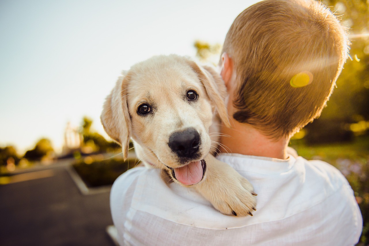 Tutores devem se informar sobre todas as terapias e consultar  veterinário de confiança