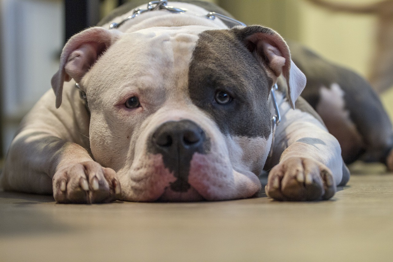 Cães de outras raças podem ser agressivos também se não forem criados da forma correta