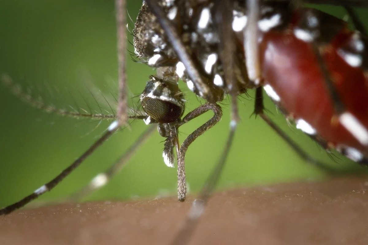 Aedes aegypti é transmissor da dengue, zika e chikungunya
