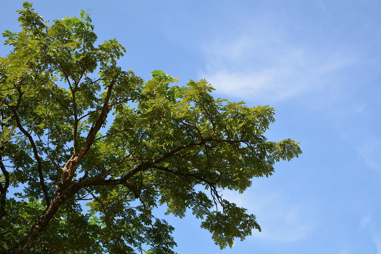 O dia será de tempo aberto, com céu claro e poucas nuvens.
