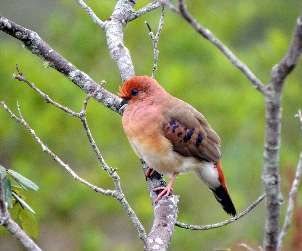 A rolinha-do-planalto, ave que estava ameaçada de extinção e foi descoberta pelos ambientalistas em Botumirim em 2015
