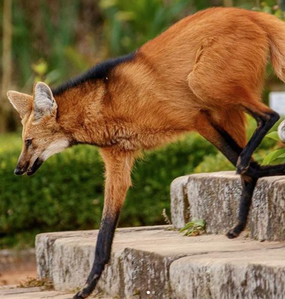 Lobo-guará no Santuário do Caraça
