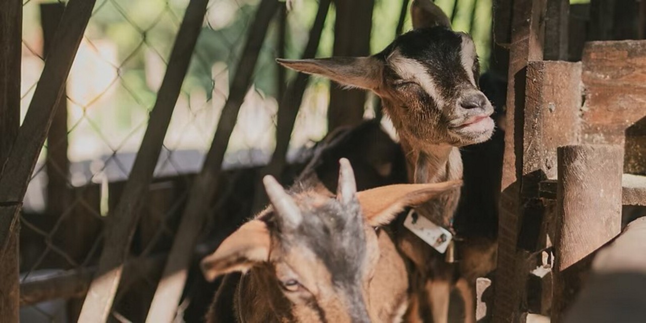 Conhecer  a xcriação de cabras e degustar queijos e doces é o roteiro no Aprisco Chèvremón