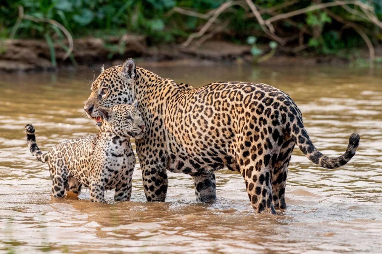 A onça-pintada no rio Cuiabá: passeios em Poconé levam os visitantes para avistar o felino