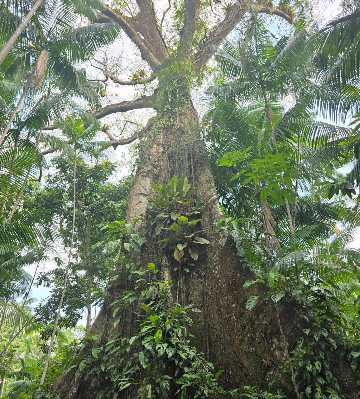 Considerada a mãe da floresta, a samaumeira tem 60 metros de altura e encanta os visitantes