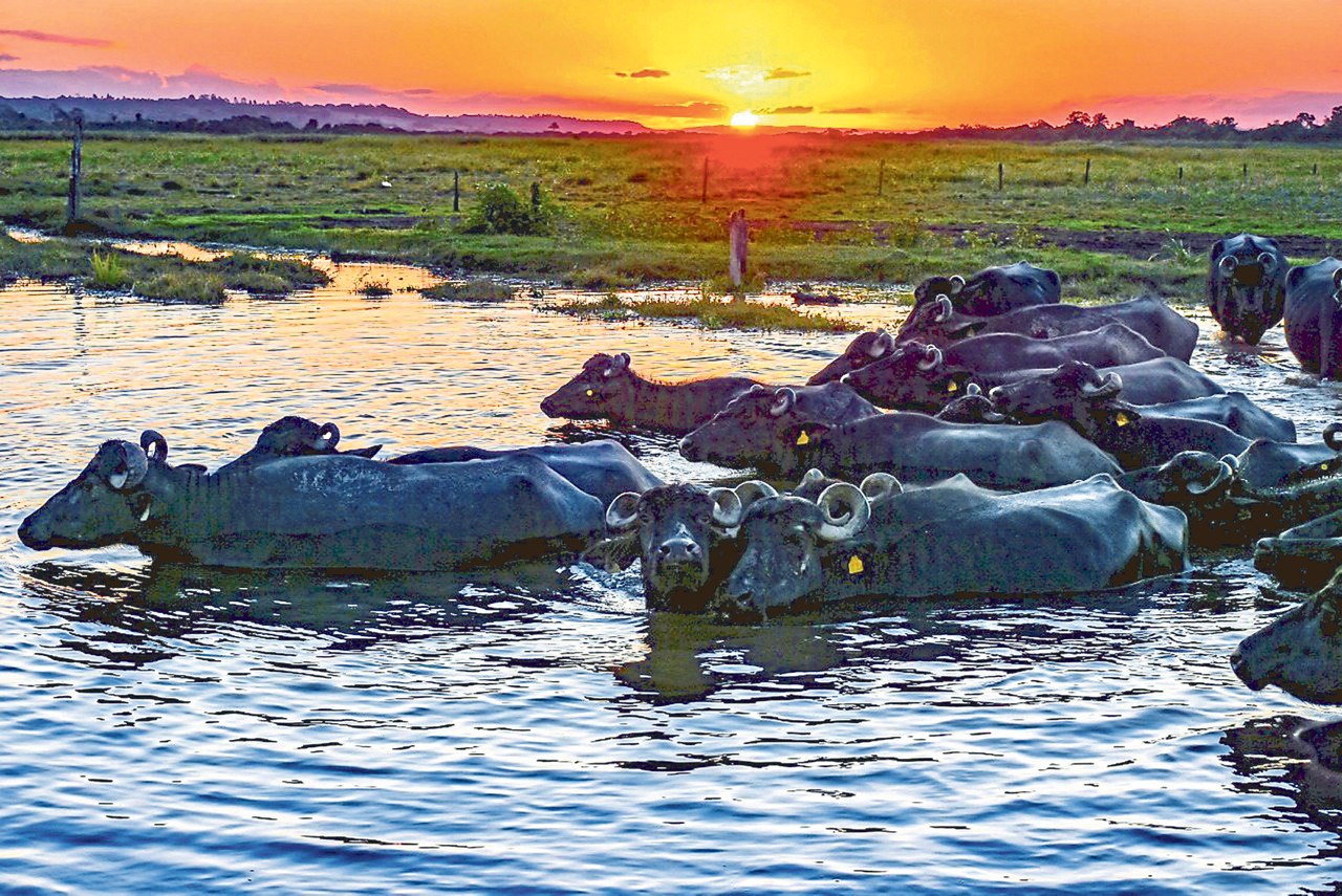 Na fazenda Trevo dos Búfalos, visitante pode ter contato com animais e ver o pôr do sol