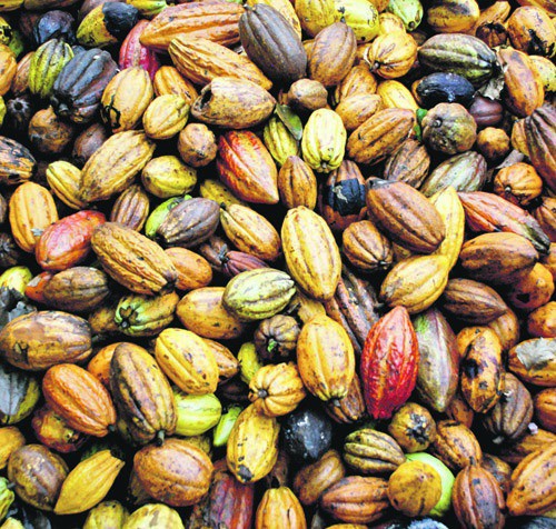 A Bahia é o principal estado processador e um dos maiores produtores de cacau do país