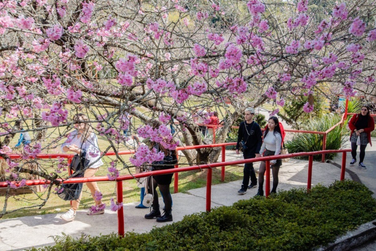 Festa da Cerejeira em Flor de Campos do Jordão. é um espatáculo da natureza
