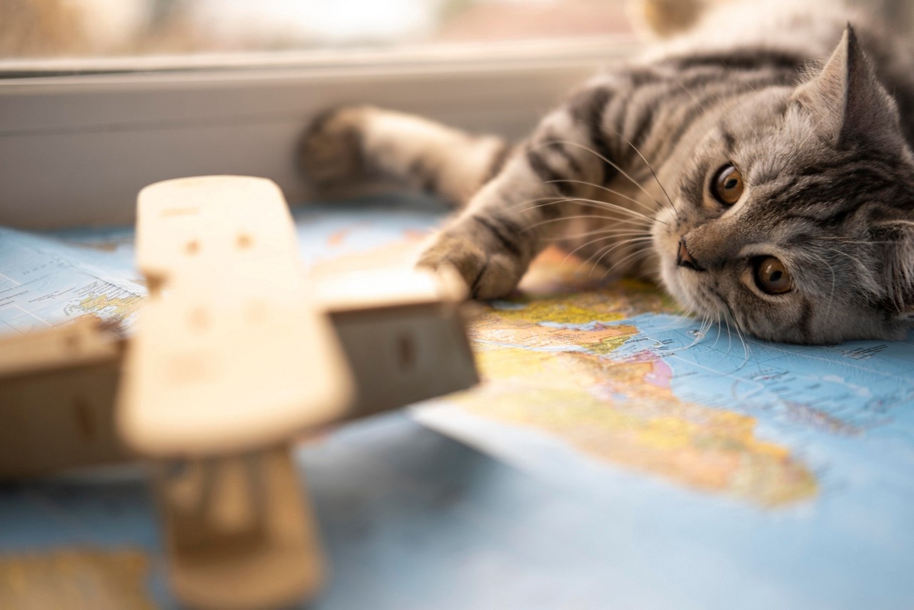 Viajar com animais de estimação exige alguns cuidados especiais!