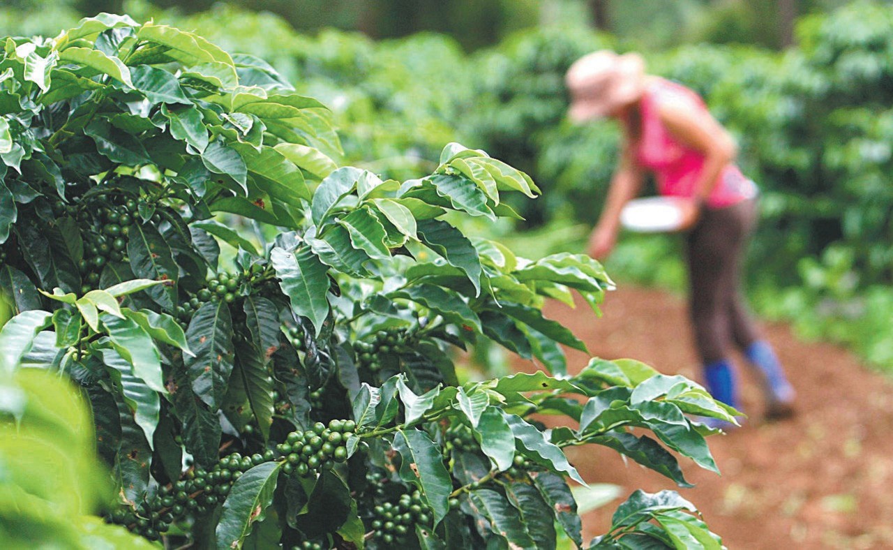 Produtores de café podem contar com linha de crédito especial